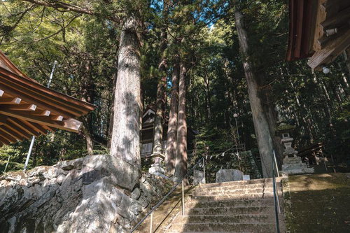 古殿八幡神社の境内、樹齢の古い木々に囲まれた参道石段
