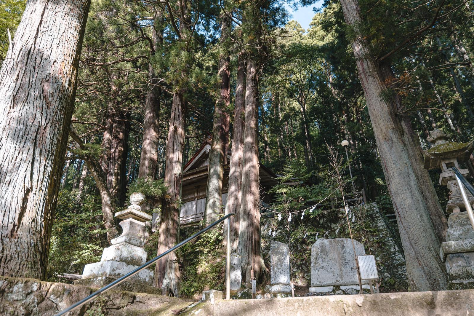 杉林に囲まれた古殿八幡神社の参道に射す木漏れ日と石灯籠