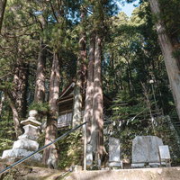 樹齢の古い杉林に包まれた古殿八幡神社の木漏れ日の写真