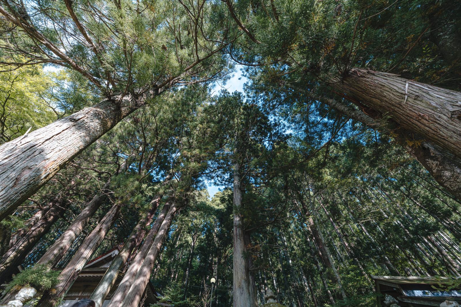古殿八幡神社の杉林を下から見上げた青空。樹齢のある杉の隙間から青い空が見える