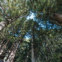 古殿八幡神社の杉林の隙間に見える青空と白い雲の写真