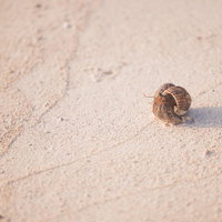 白浜の砂浜を歩く小さなヤドカリの生態と自然観察の写真