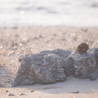 沖縄の海岸を歩くオカヤドカリの野生動物の写真