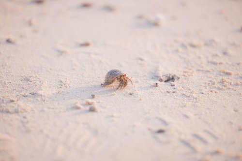 沖縄の砂浜を歩くオカヤドカリの貝殻姿と細い足の動き