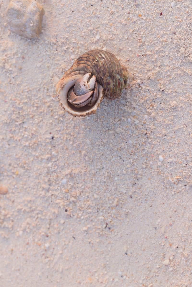 砂浜で貝殻を背負って丸まっているオカヤドカリ