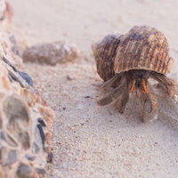砂浜をのっそり歩く大きなオカヤドカリの写真