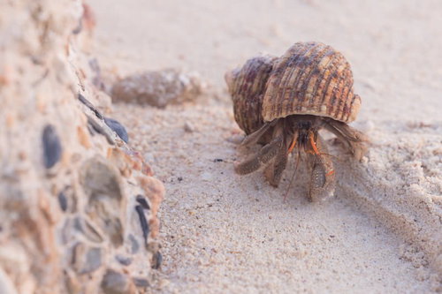 砂浜をのっそり歩く大きなオカヤドカリ