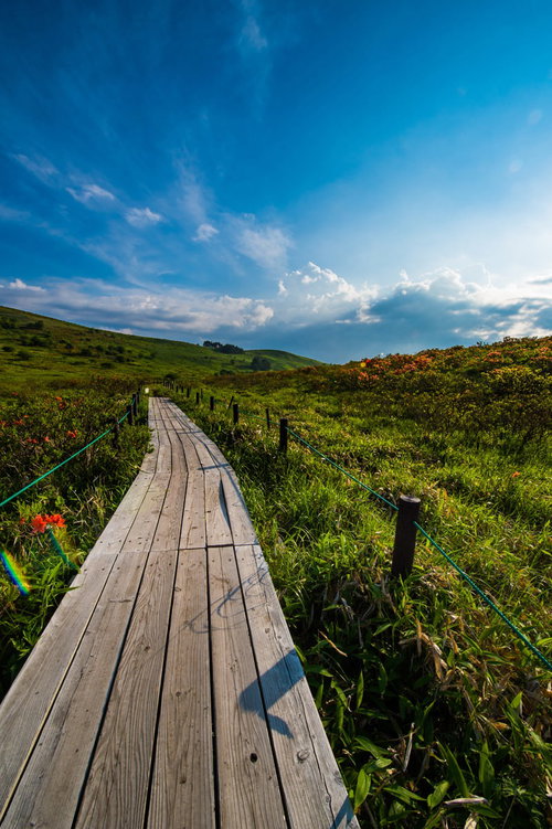 夏の霧ヶ峰、車山の木製遊歩道と青空、高原の景観