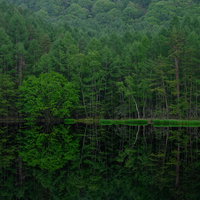 静寂な水鏡に映る深緑の森（御射鹿池）の完璧なリフレクションの写真