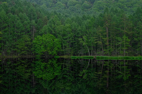 静寂な水鏡に映る深緑の森（御射鹿池）の完璧なリフレクション