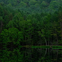 新緑の森が映り込む御射鹿池のリフレクションの写真