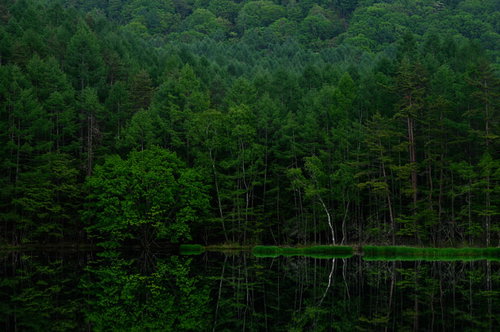 新緑の森が映り込む御射鹿池のリフレクション