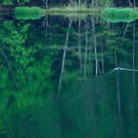 水鏡の池を泳ぐ鴨と新緑の反射、湖畔の自然風景の写真