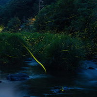 夜間に黄色い光を放ちながら舞う発光する蛍たちの乱舞の写真