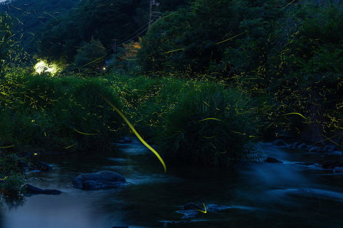 夜間に黄色い光を放ちながら舞う発光する蛍たちの乱舞