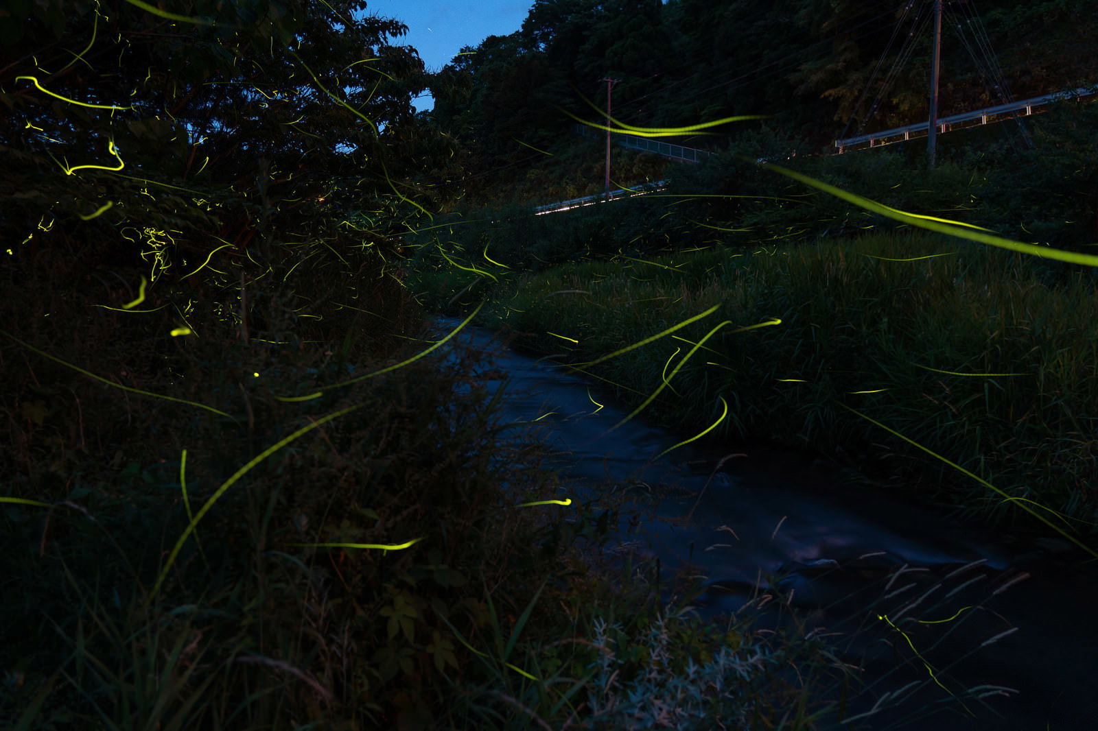 暗闇の中で複数の蛍が淡い光を放ちながら飛び交う初夏の夜の風景