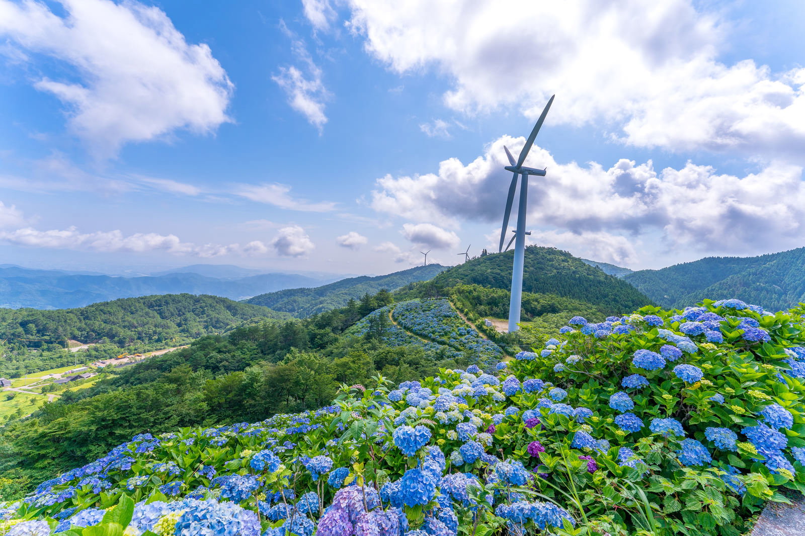 青空と雲の下、緑の高原に咲く青い紫陽花と白い風車