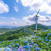 標高1,000メートルの高原に咲く紫陽花と風車の写真