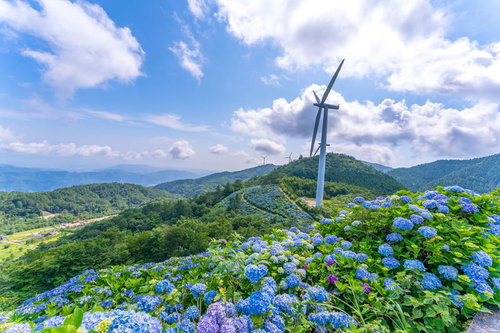 標高1,000メートルの高原に咲く紫陽花と風車