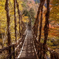 奥祖谷二重かずら橋の上から見下ろす紅葉の渓谷の写真