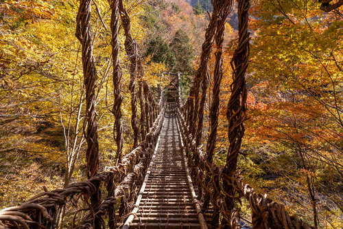 奥祖谷二重かずら橋の上から見下ろす紅葉の渓谷
