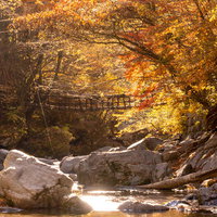 紅葉期の奥祖谷二重かずら橋を渡る景色と渓流の写真