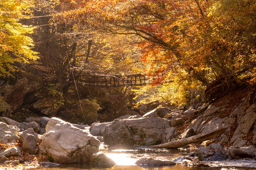 紅葉期の奥祖谷二重かずら橋を渡る景色と渓流