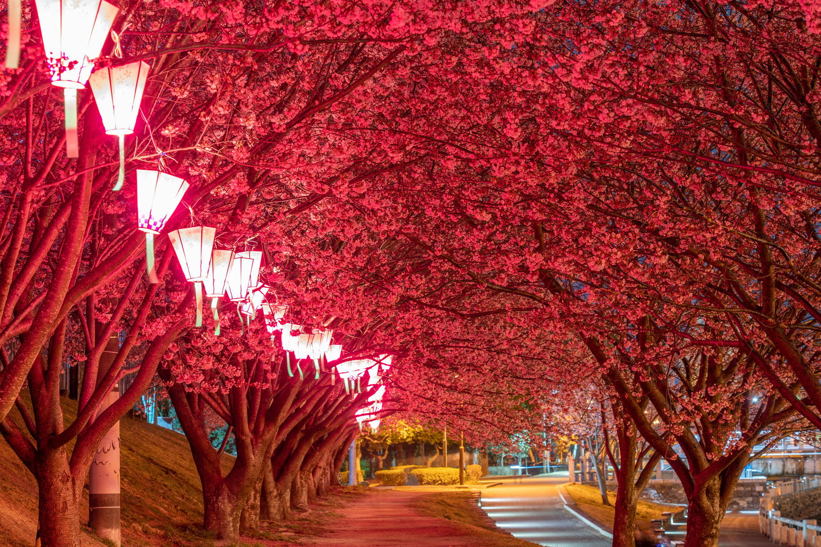 夜にライトアップされた蜂須賀桜の並木道