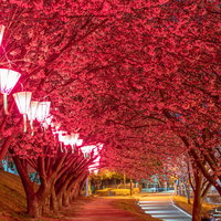 蜂須賀桜のライトアップされた夜の桜並木道の写真