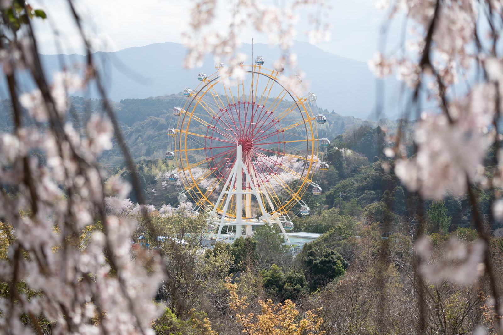 桜の向こうに見える遊園地の観覧車
