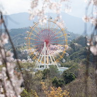 満開の桜の向こうに見える大きな観覧車と春の遊園地の写真