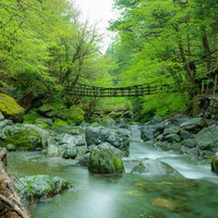 秘境「奥祖谷二重かずら橋」の様子の写真