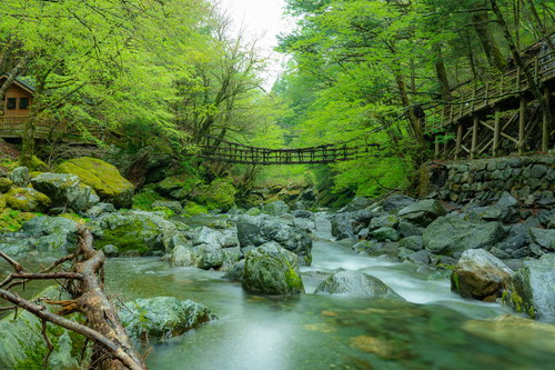 秘境「奥祖谷二重かずら橋」の様子