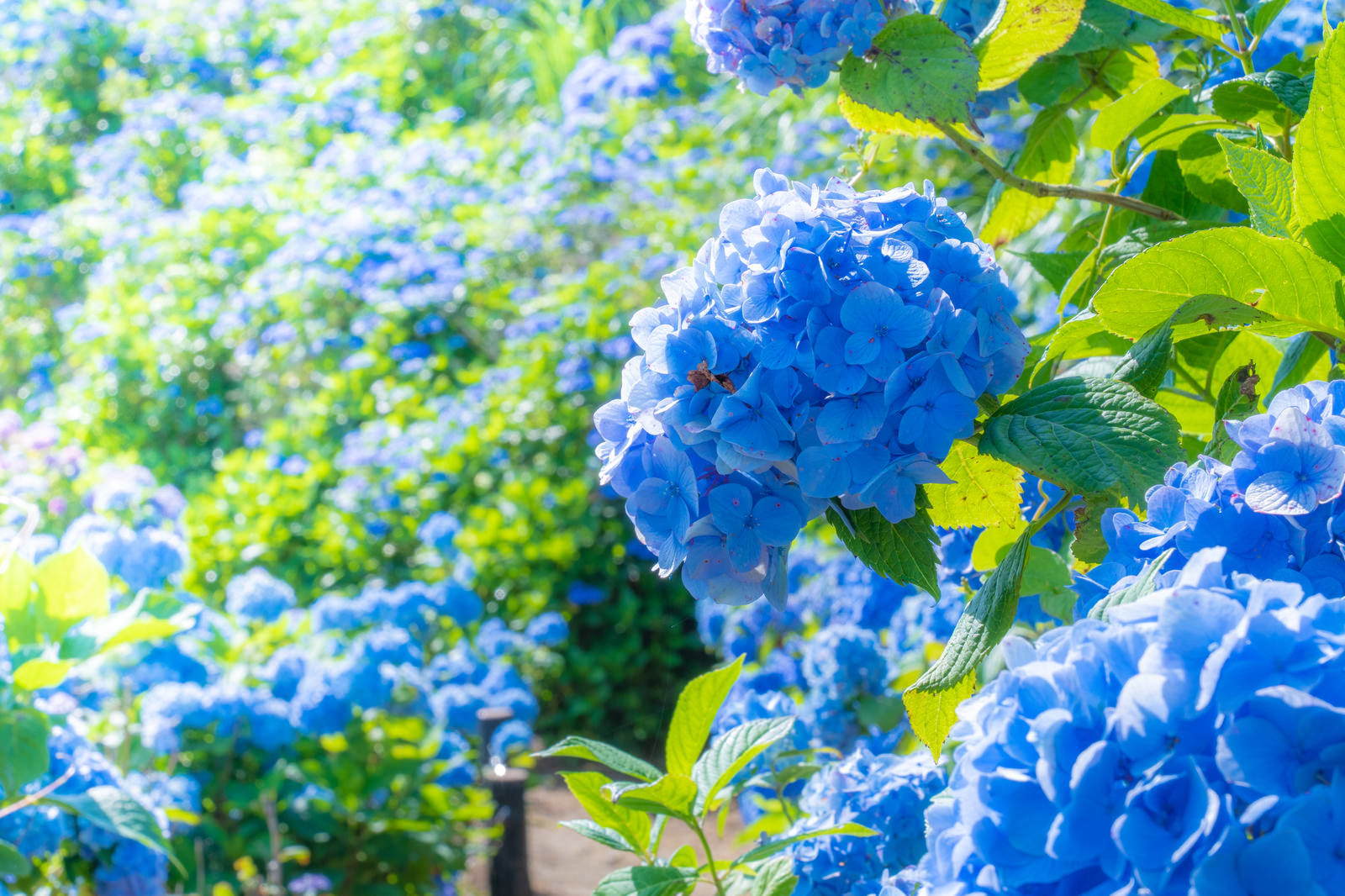 鮮やかな青色の紫陽花が咲く様子