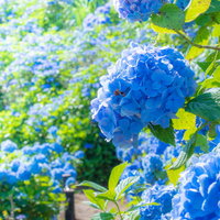 青色に咲く紫陽花の鮮やかな花びらの写真