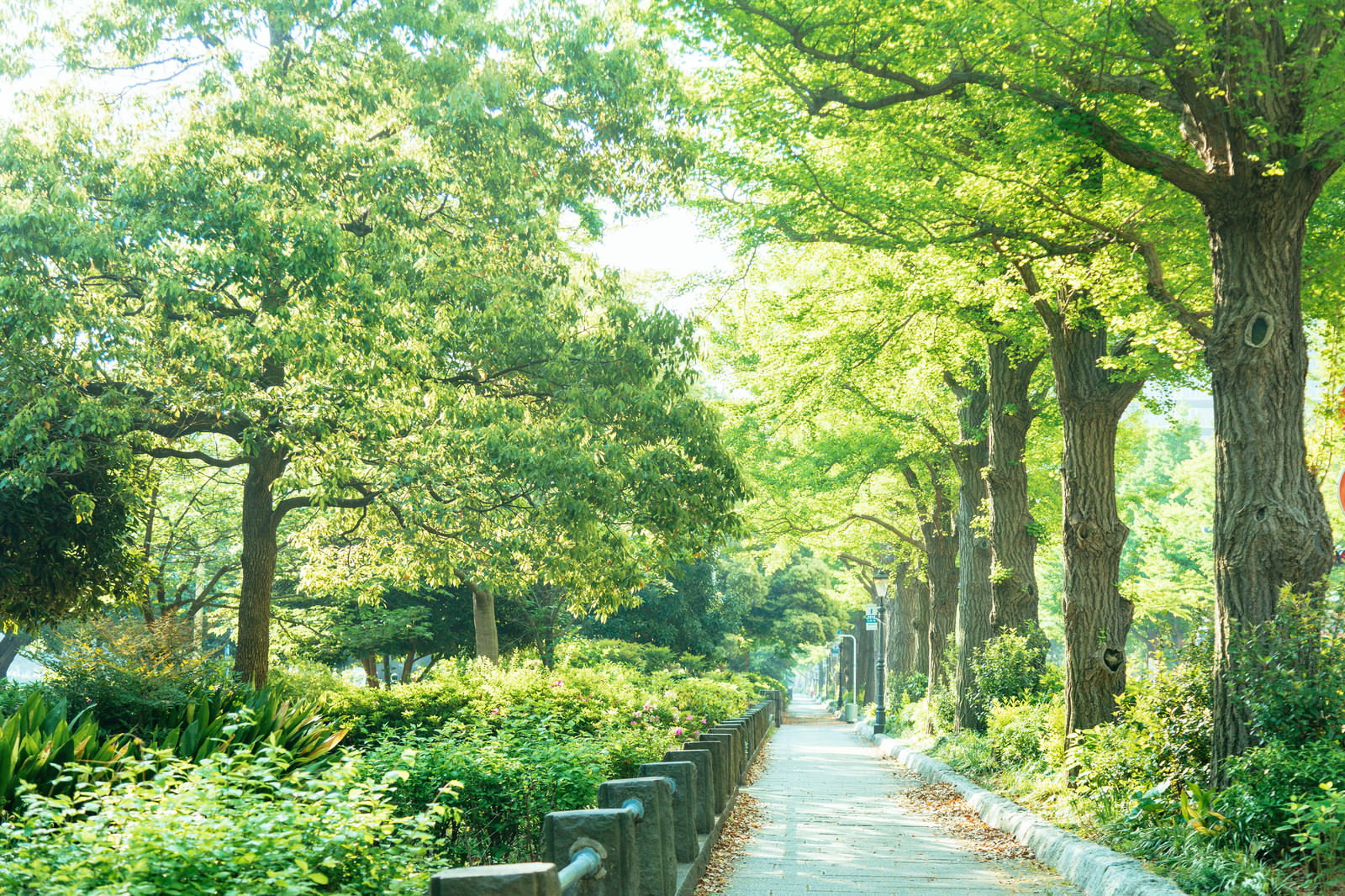 山下公園の新緑に包まれた散歩道と木漏れ日