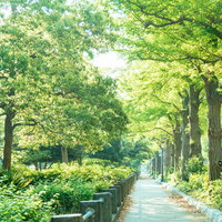 山下公園の新緑の道を歩む春の散歩道で樹木に包まれた自然散策の写真