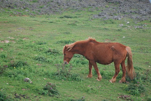 緑の牧草地で草を食む茶色の野生馬
