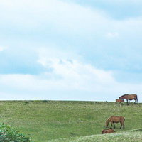与那国島の緑の牧草地で草を食む馬たちの写真