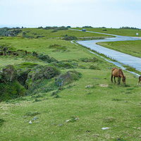 与那国島の緑の牧草地で草を食む馬たちの写真