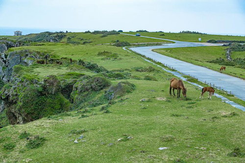 与那国島の緑の牧草地で草を食む馬たち
