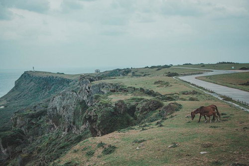 断崖の草原で草を食む茶色い馬と海岸線の放牧地