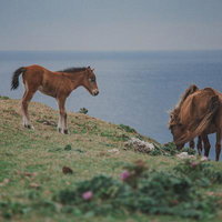 海辺の草原で草を食む親子の馬の写真