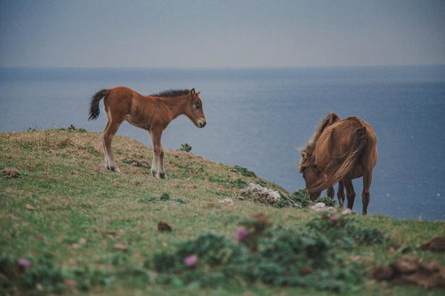 海辺の草原で草を食む親子の馬