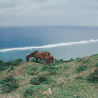 断崖絶壁の草原で草を食む親子の馬の写真