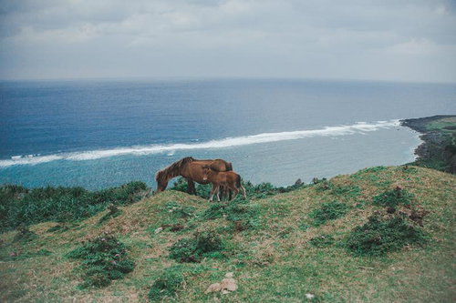 断崖絶壁の草原で草を食む親子の馬