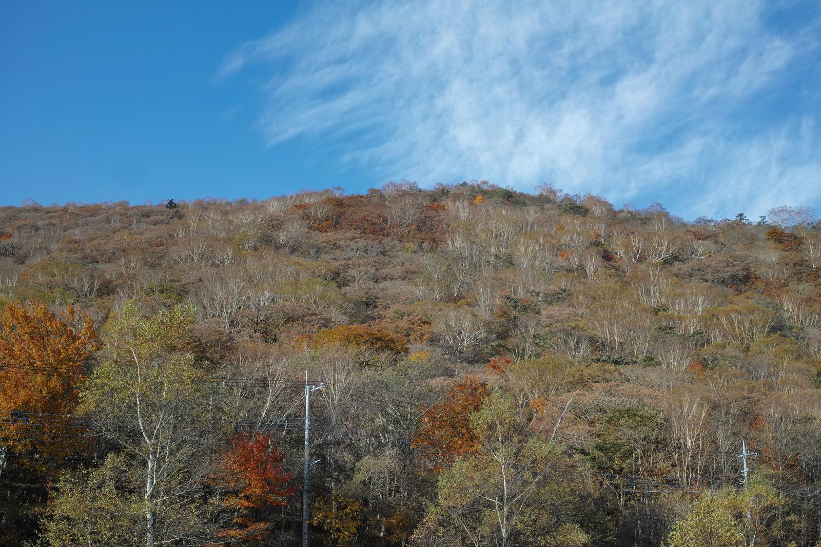 秋の山の斜面に広がる紅葉と青空