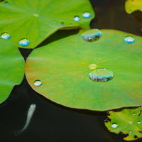 水滴を残す蓮の葉と日陰を求めるメダカの写真