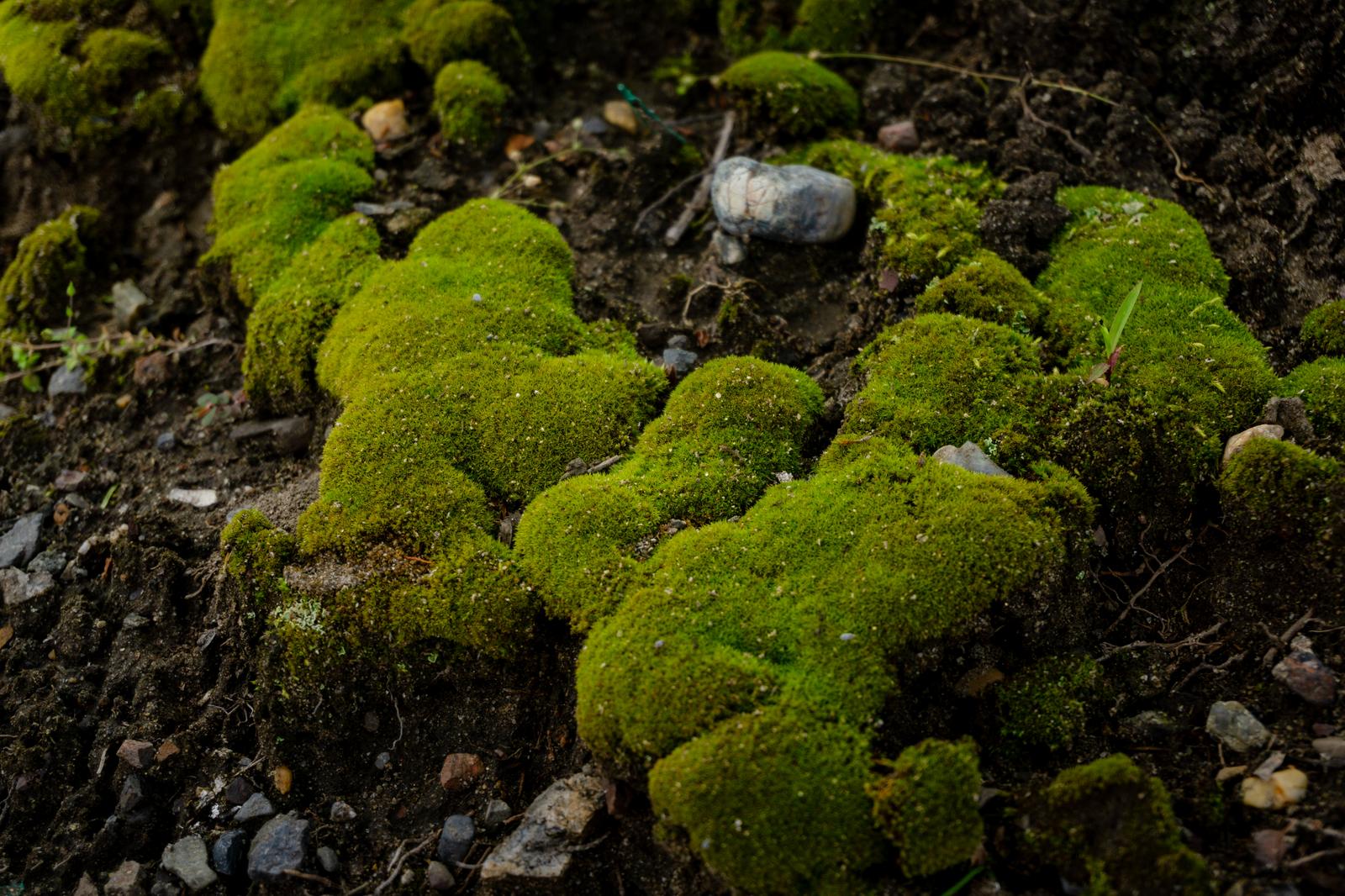 黄緑色のもこもことした苔が石や土の上に生えている写真