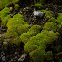 もこもことした苔の写真